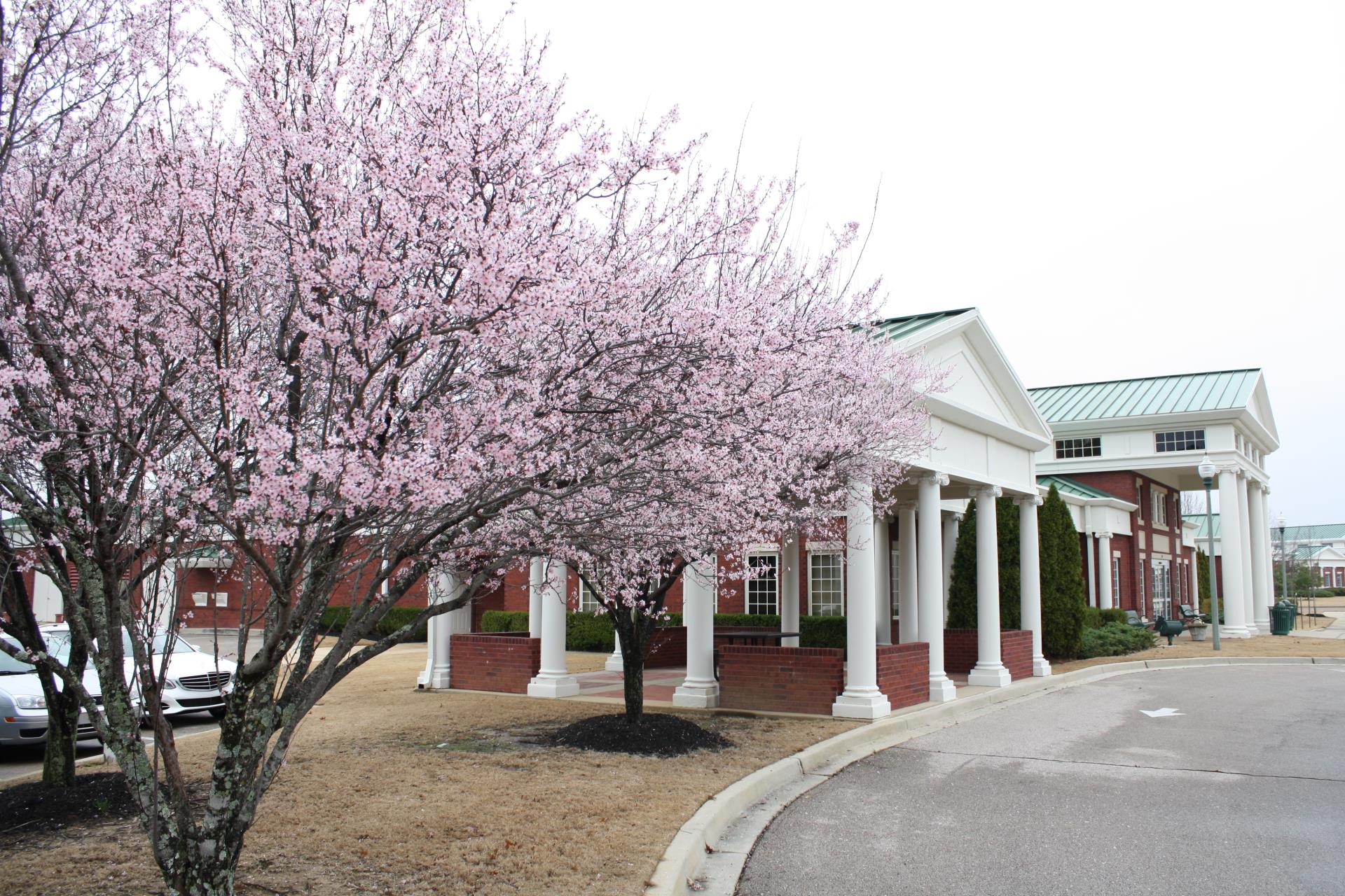 Spring at Library