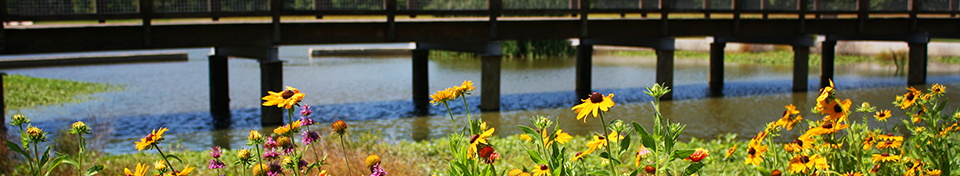 Hinton Park Flowers Banner Image