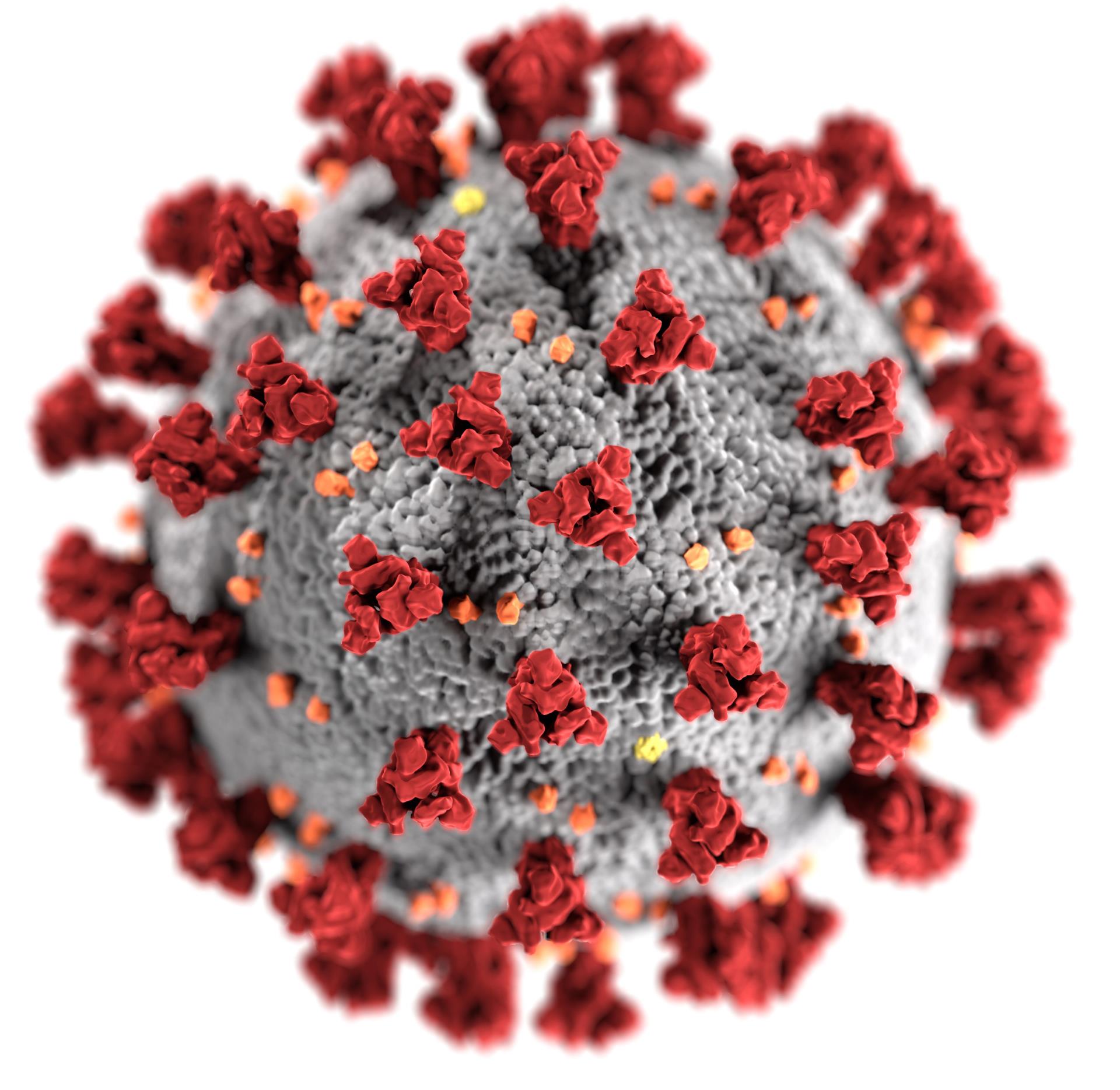 COVID 19 Virus