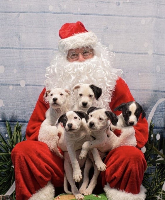 santa with dogs