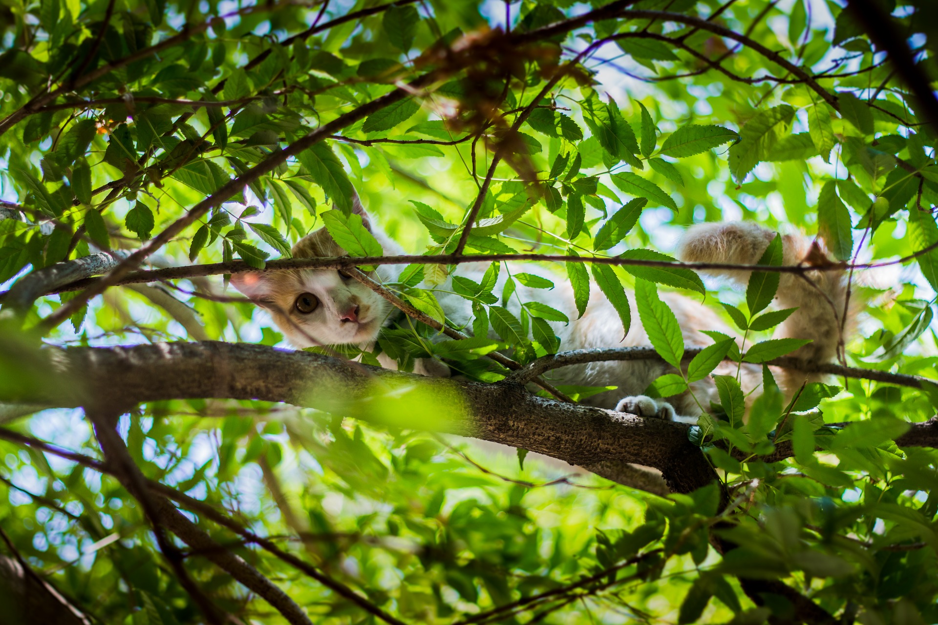 cat_in_tree